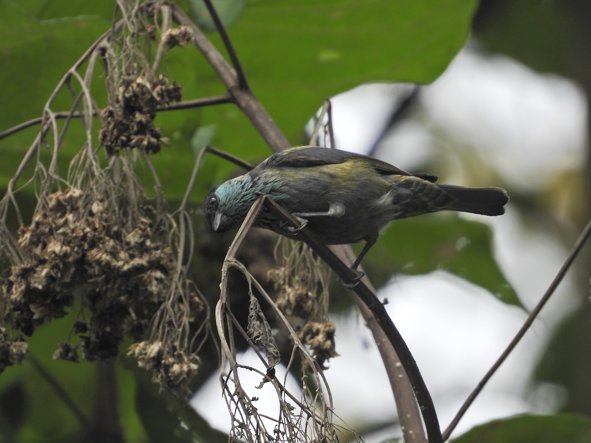 Black-capped Tanager - ML637176448