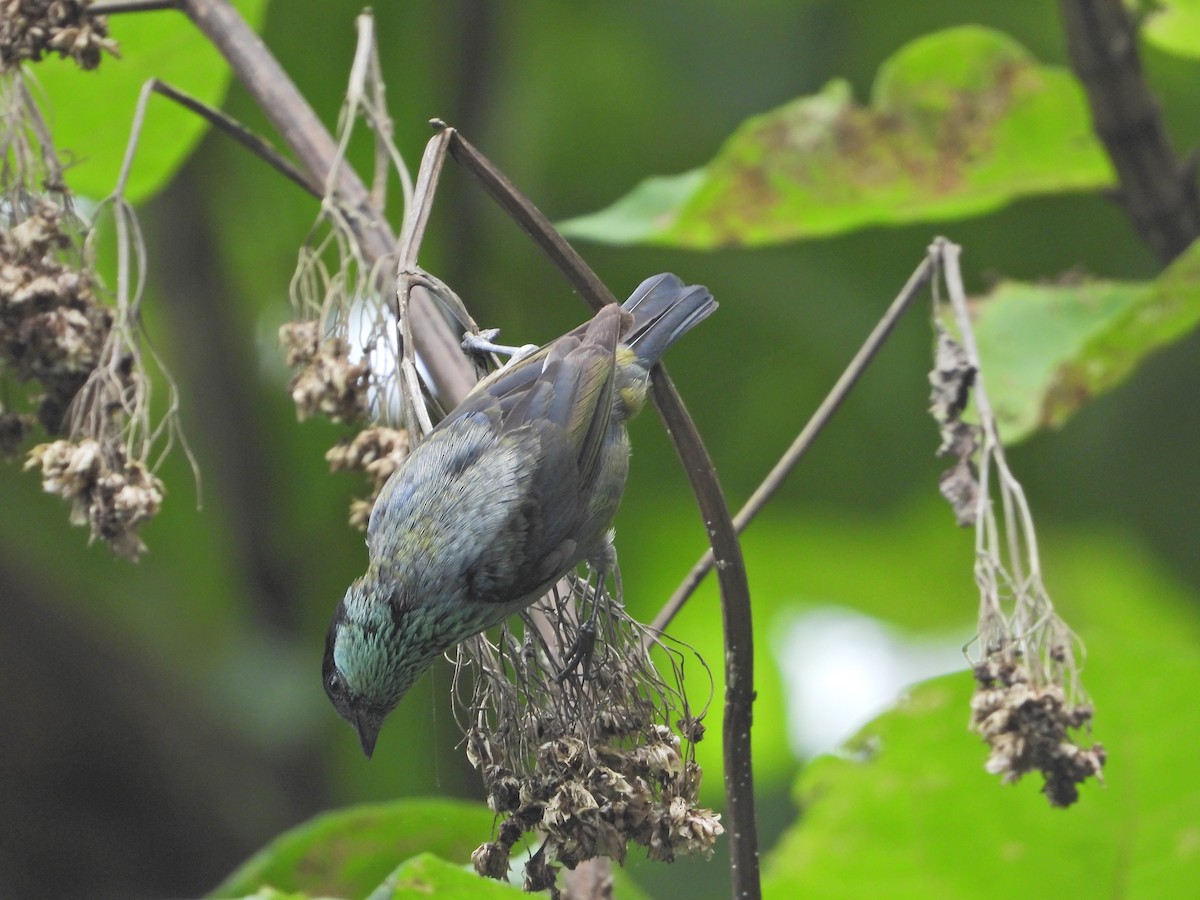 Black-capped Tanager - ML637176449