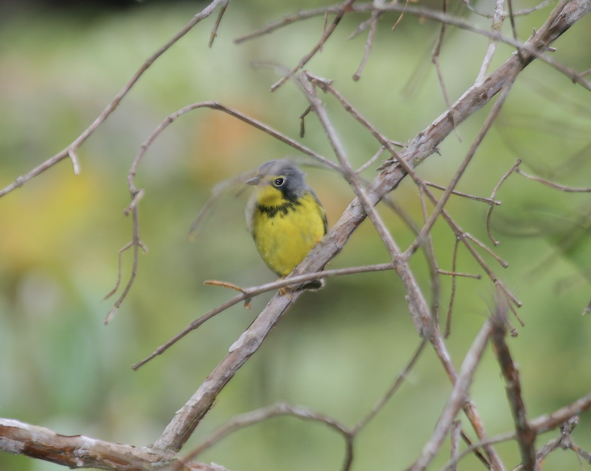 Canada Warbler - ML637176451