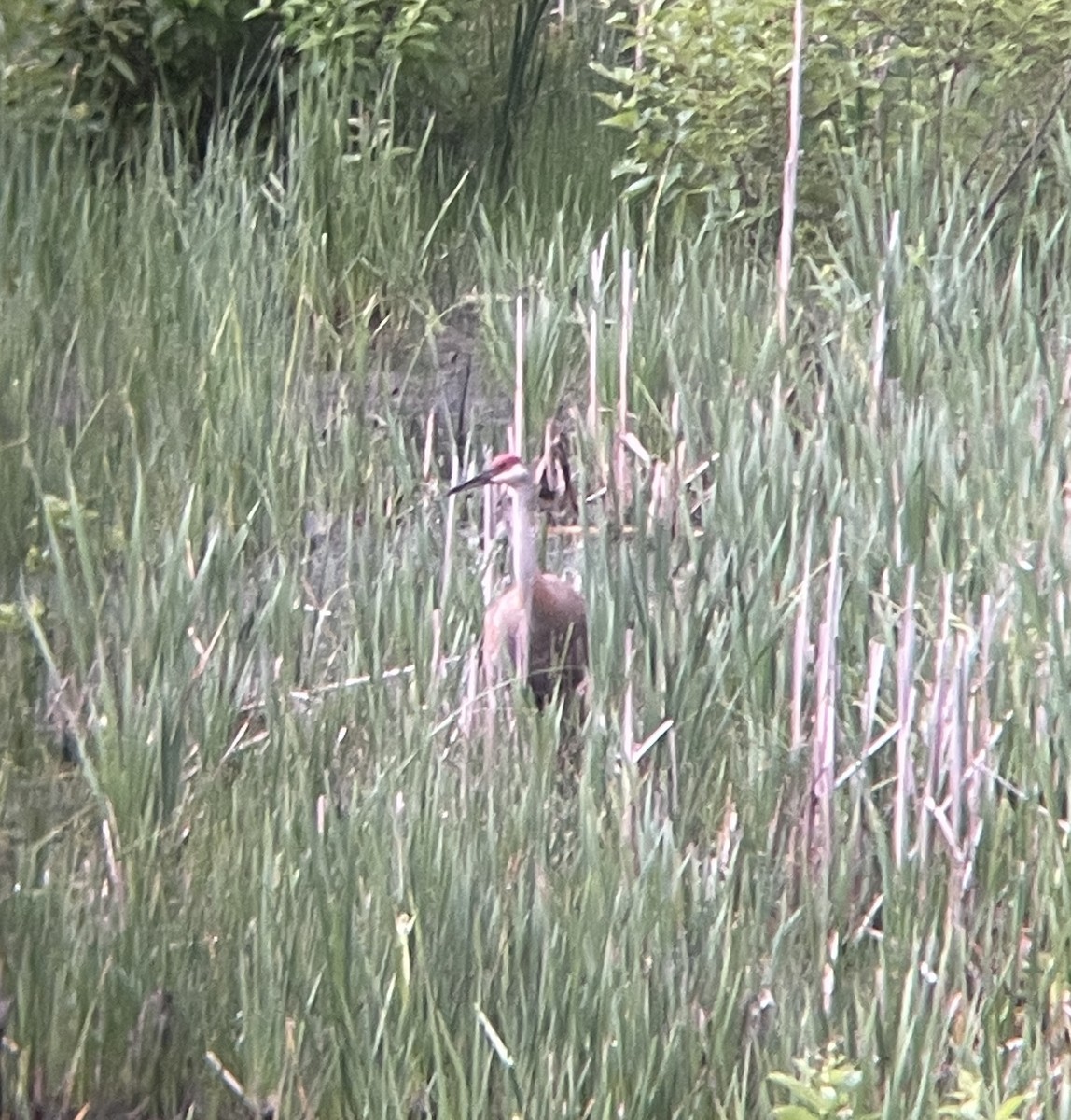 沙丘鶴 - ML637176465