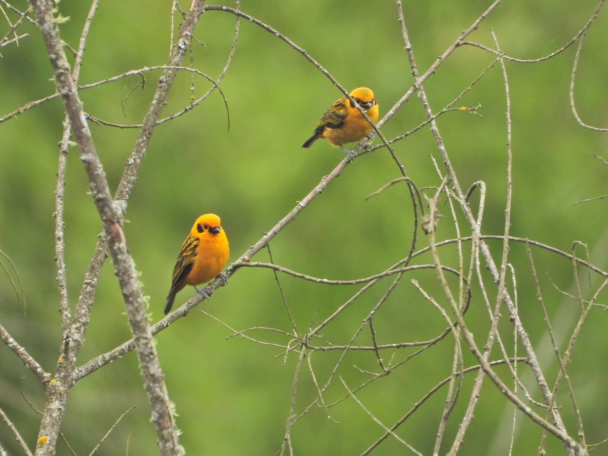 Golden Tanager - ML637176469