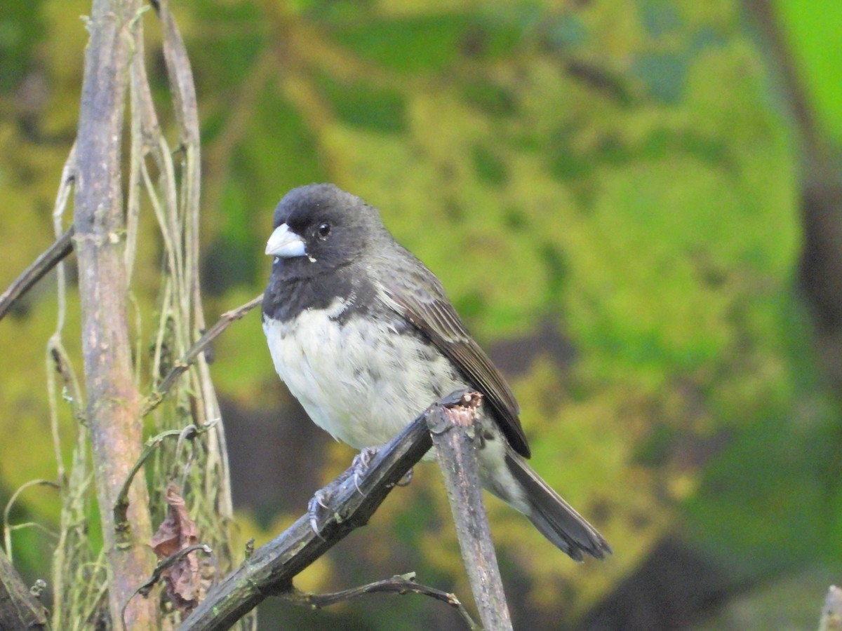 Yellow-bellied Seedeater - ML637176483