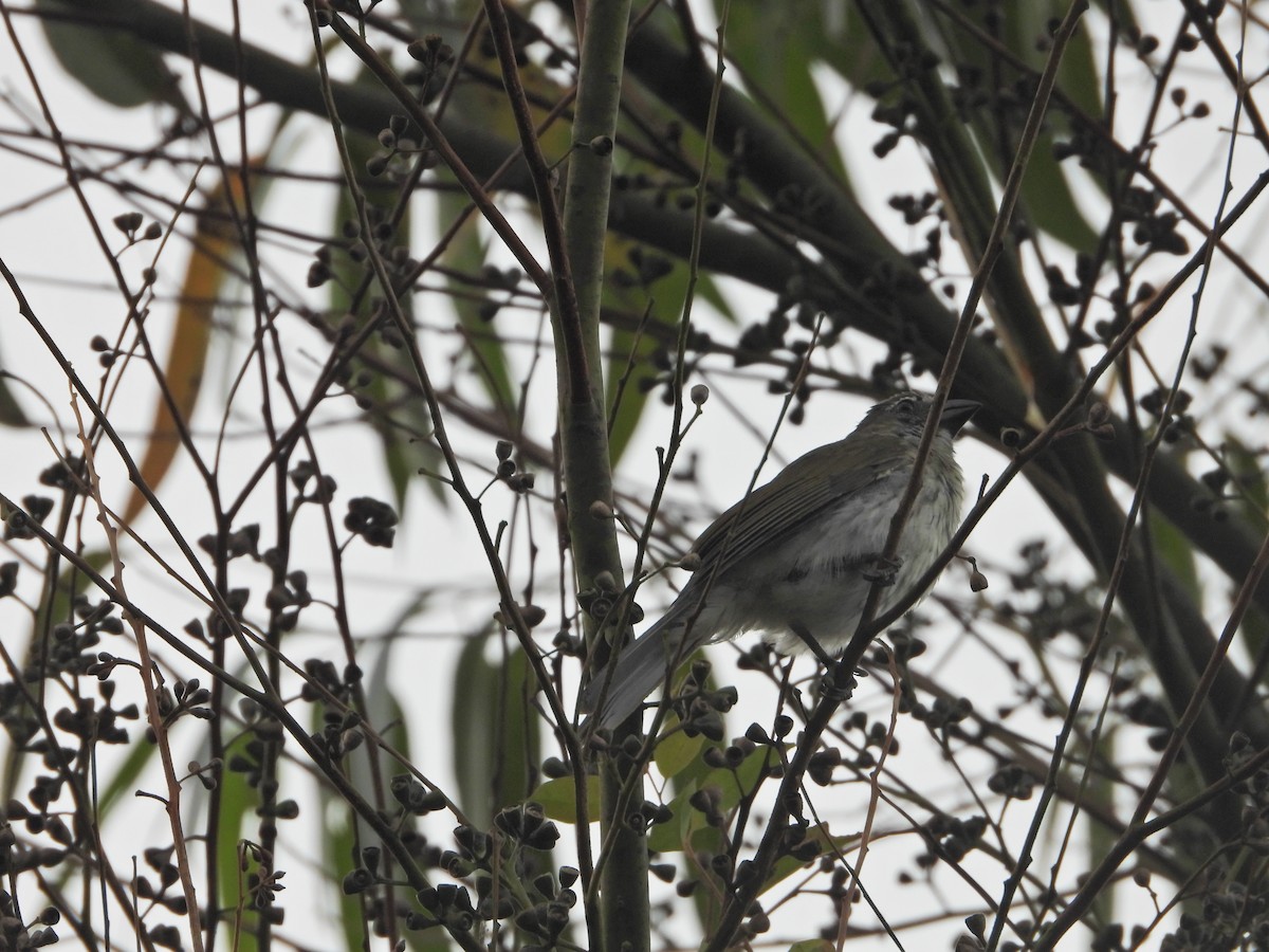 Streaked Saltator - ML637176506