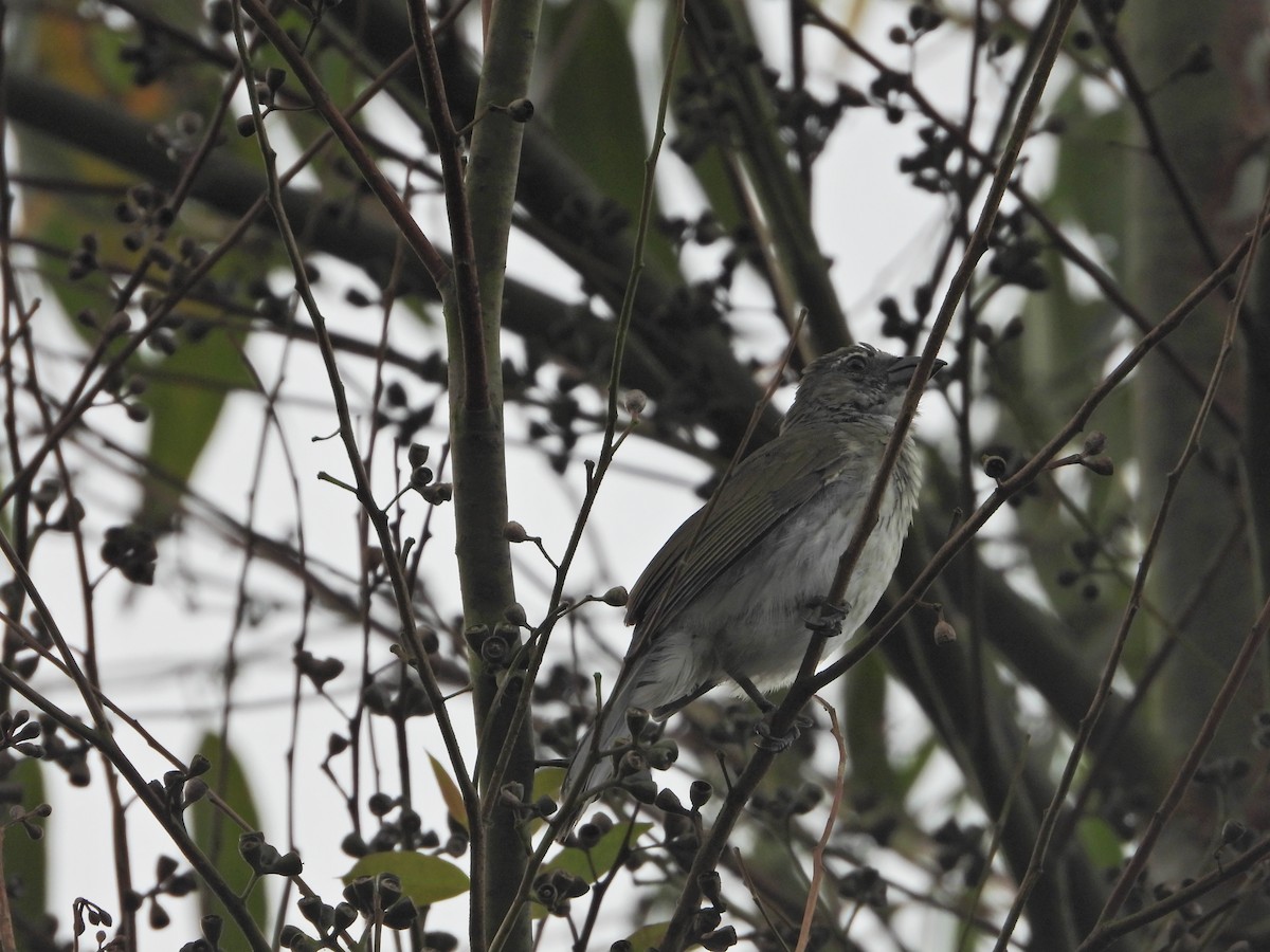 Streaked Saltator - ML637176507