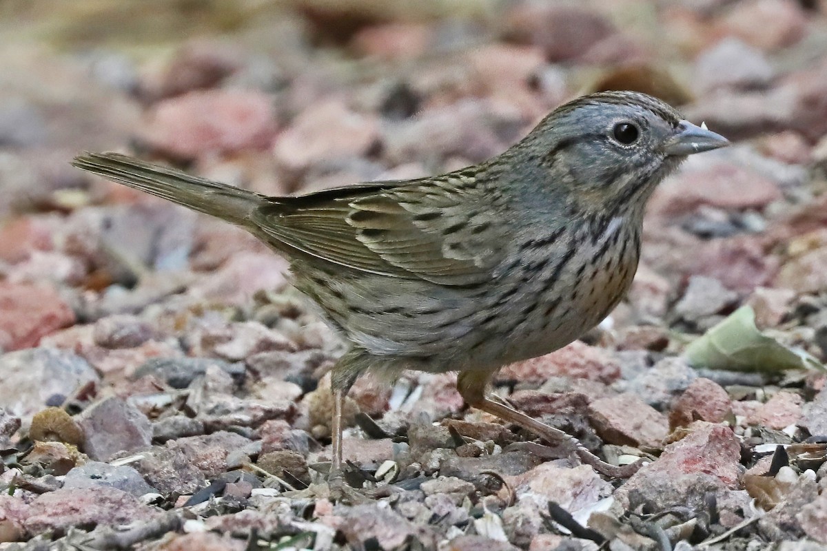 Lincoln's Sparrow - ML637176576