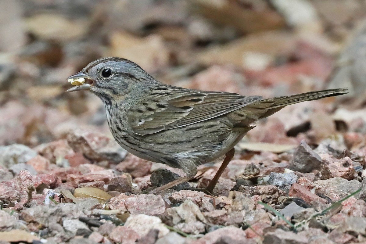 Lincoln's Sparrow - ML637176579