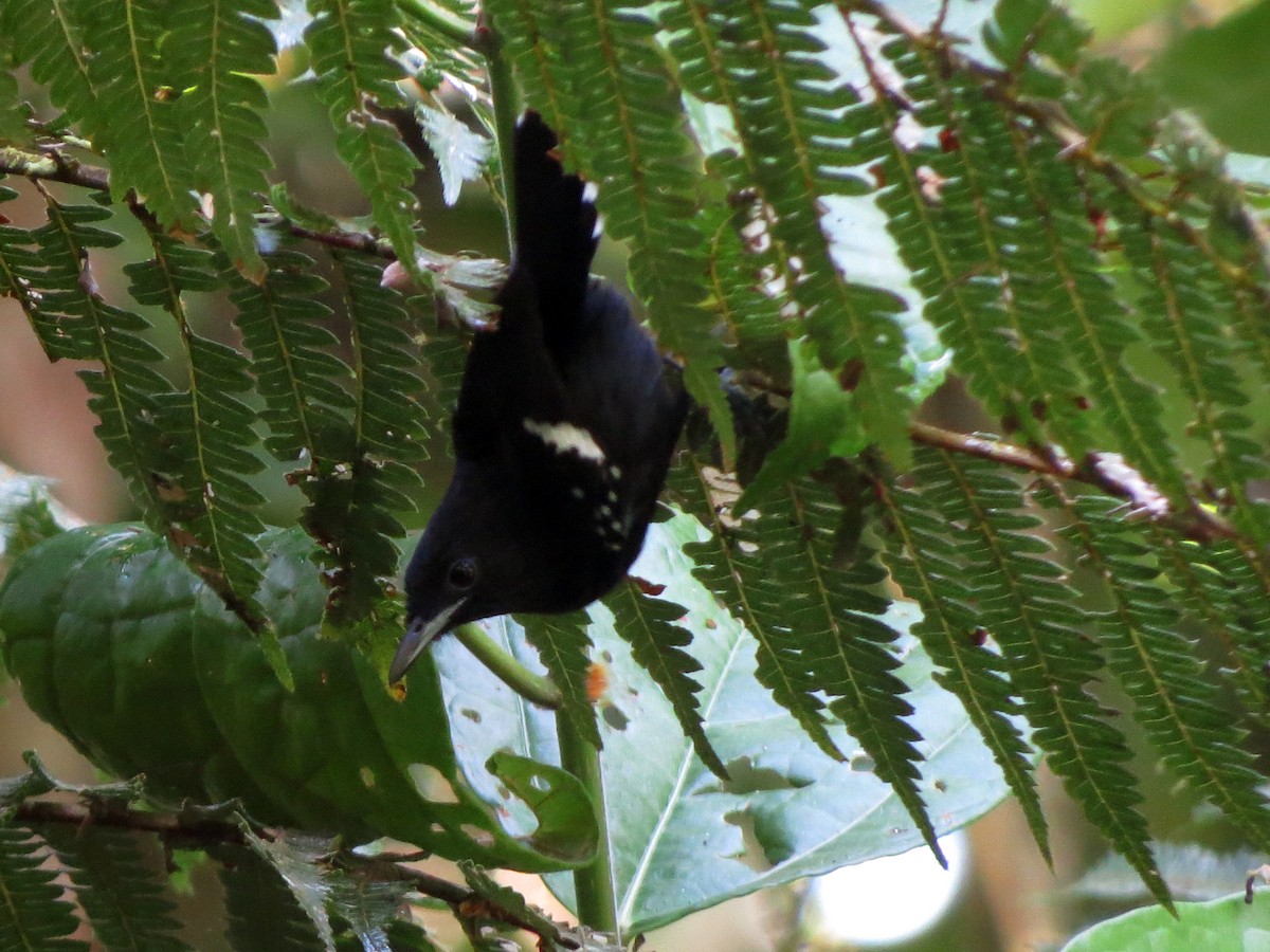 Dot-winged Antwren - ML637176701