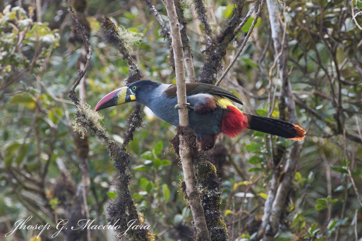 Gray-breasted Mountain-Toucan - ML637176854