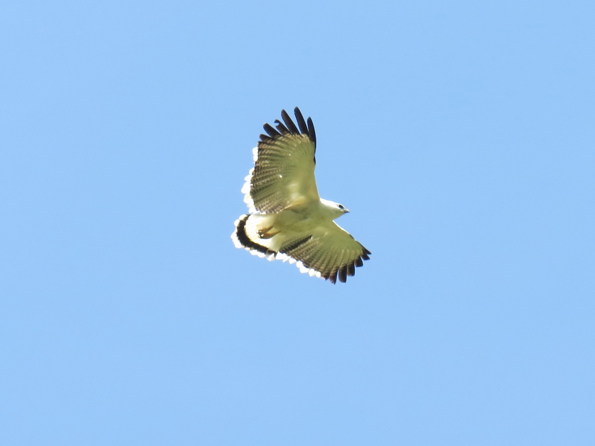 White Hawk - ML637176919