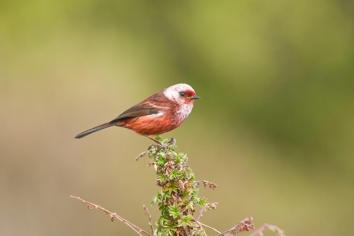 Pink-headed Warbler - ML637176935