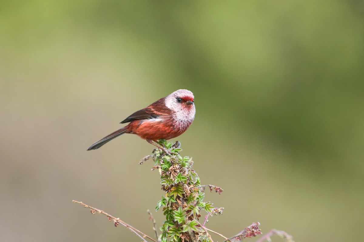 Pink-headed Warbler - ML637176936