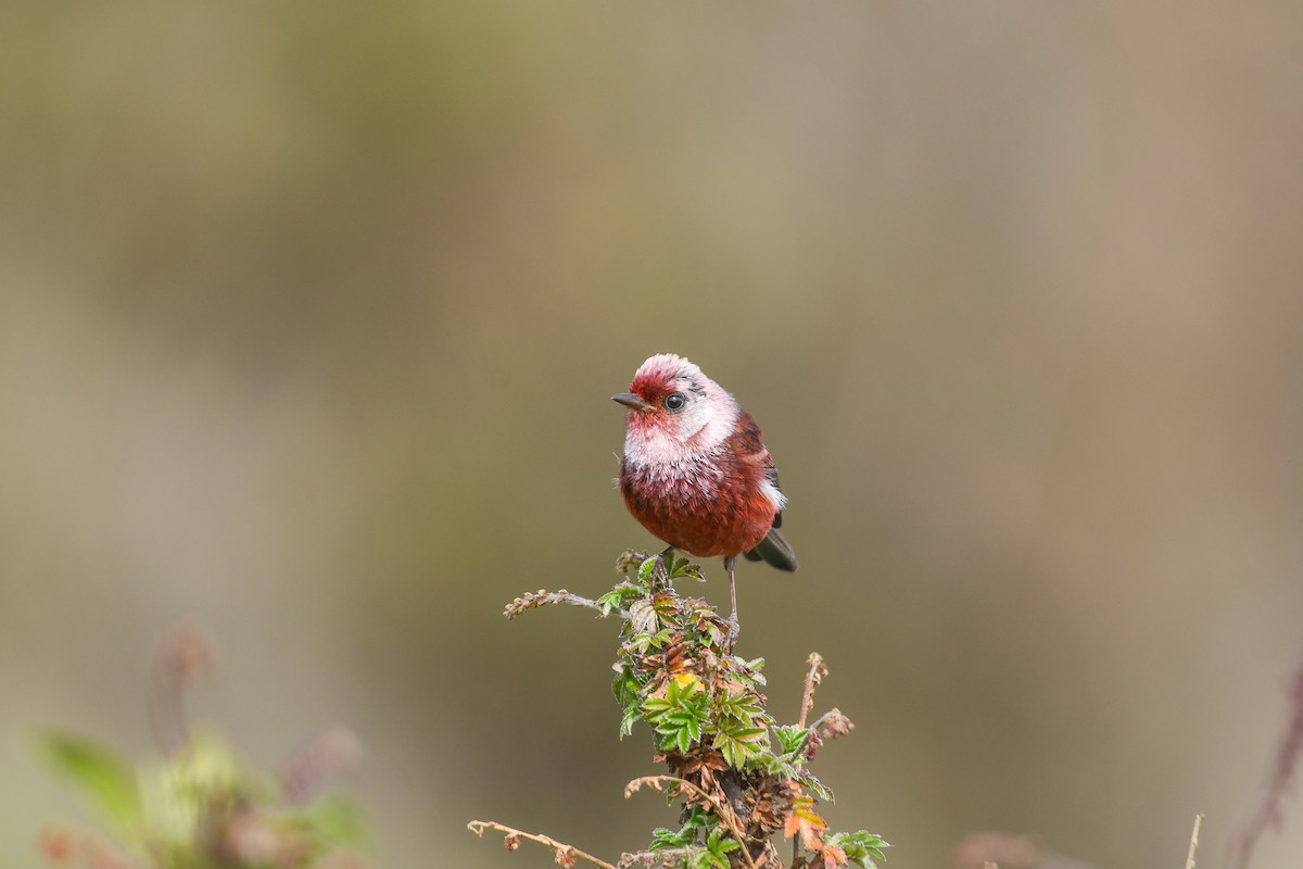 Pink-headed Warbler - ML637176937