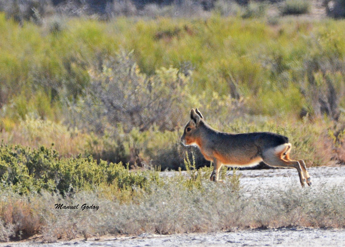 動物界 - ML637176952