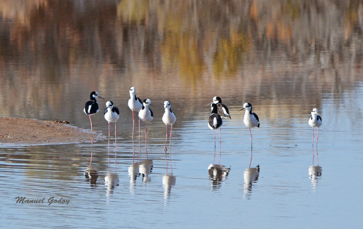 クロエリセイタカシギ - ML637176966