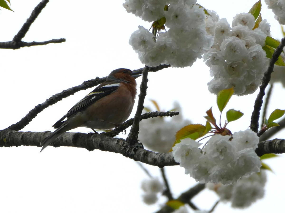 Common Chaffinch - ML637176994
