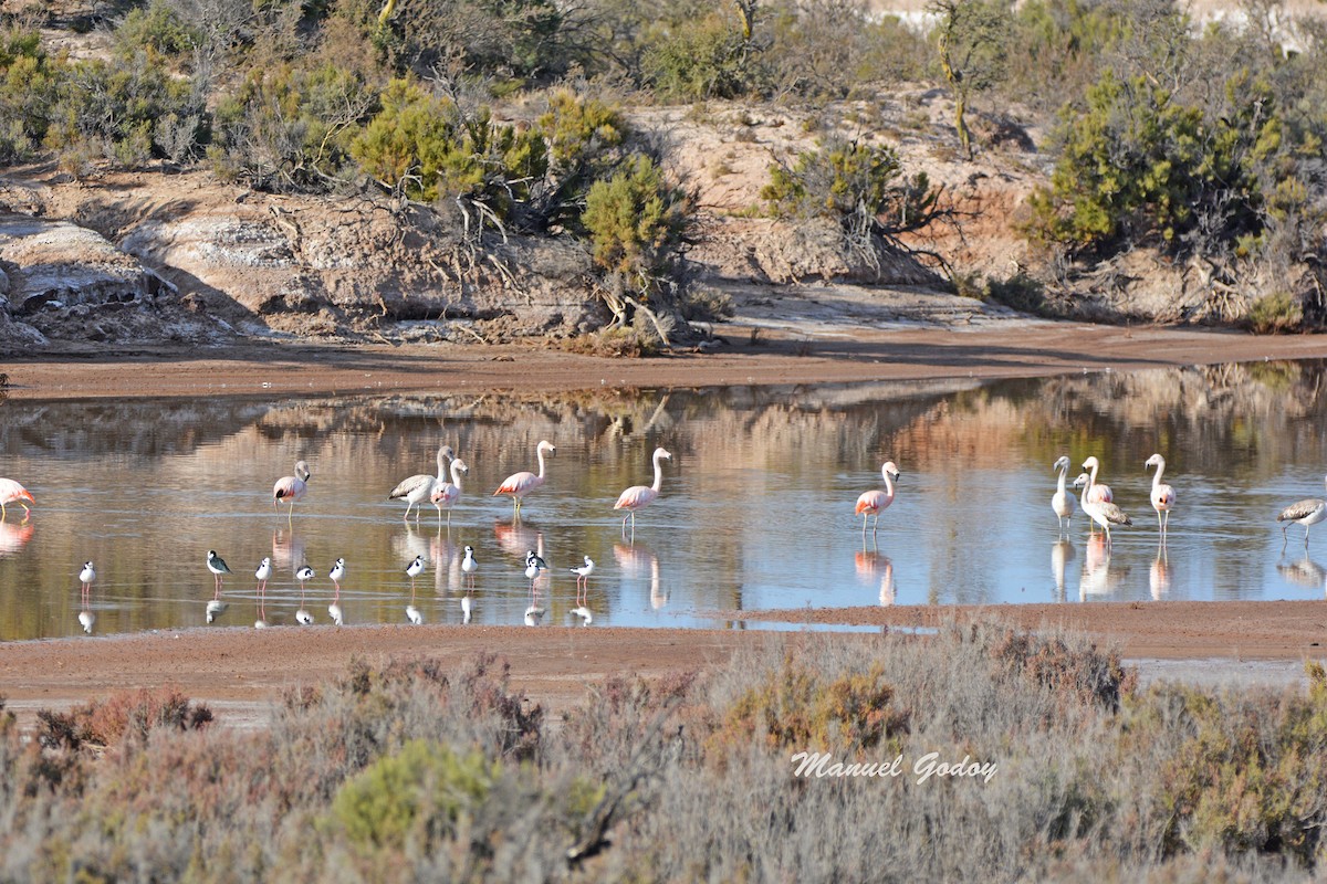 チリーフラミンゴ - ML637177008