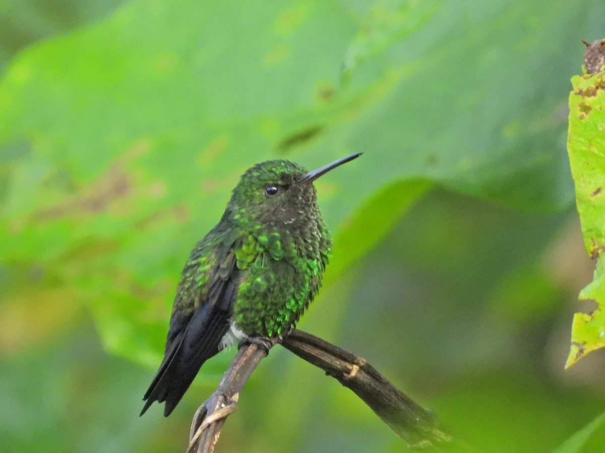 Western Emerald - ML637177026