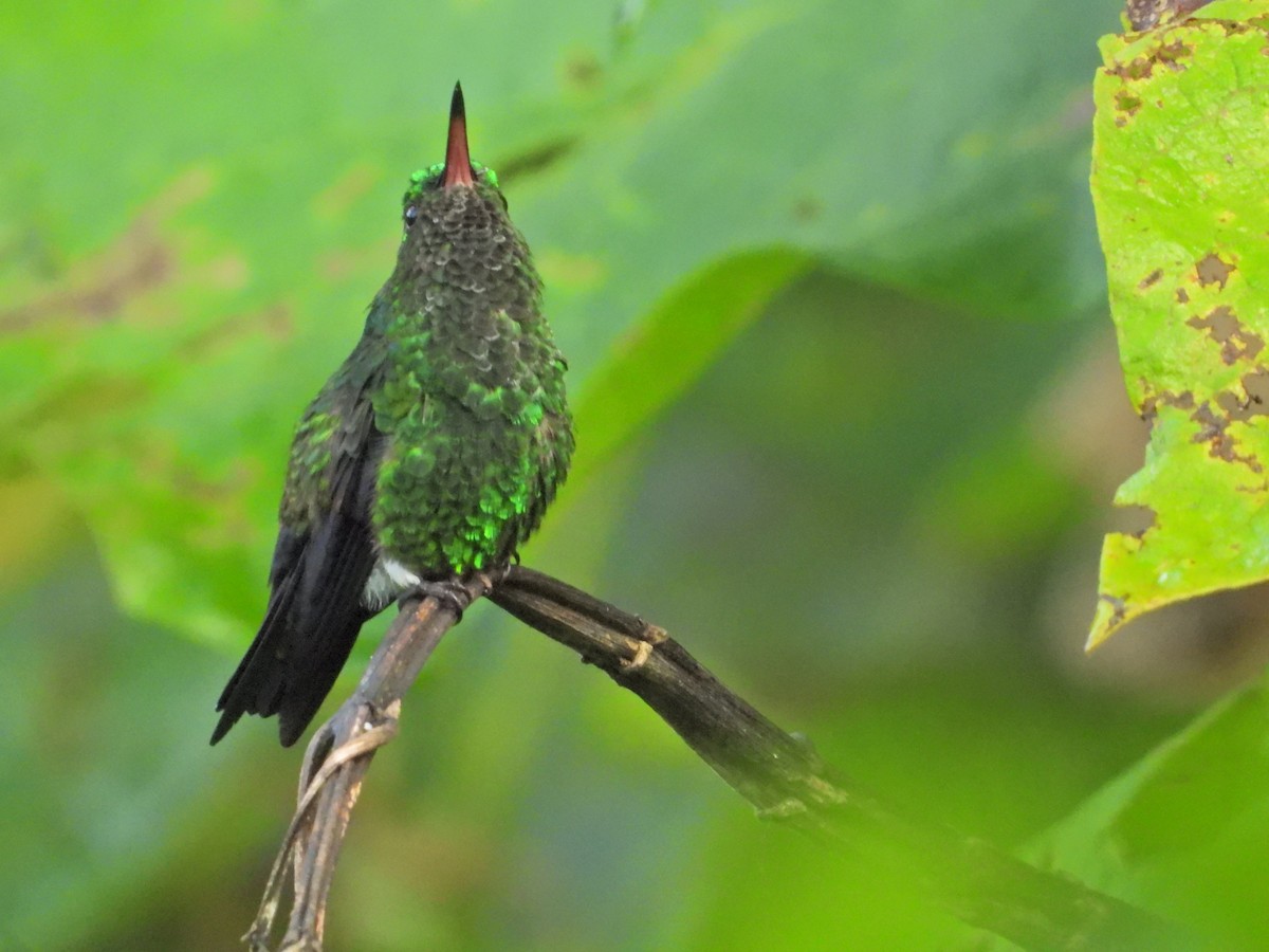 Western Emerald - ML637177027