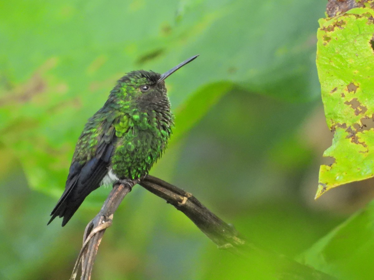 Western Emerald - ML637177028
