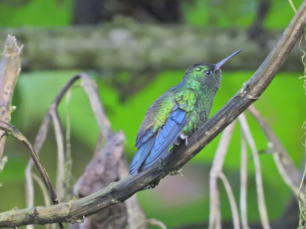 Steely-vented Hummingbird - ML637177034