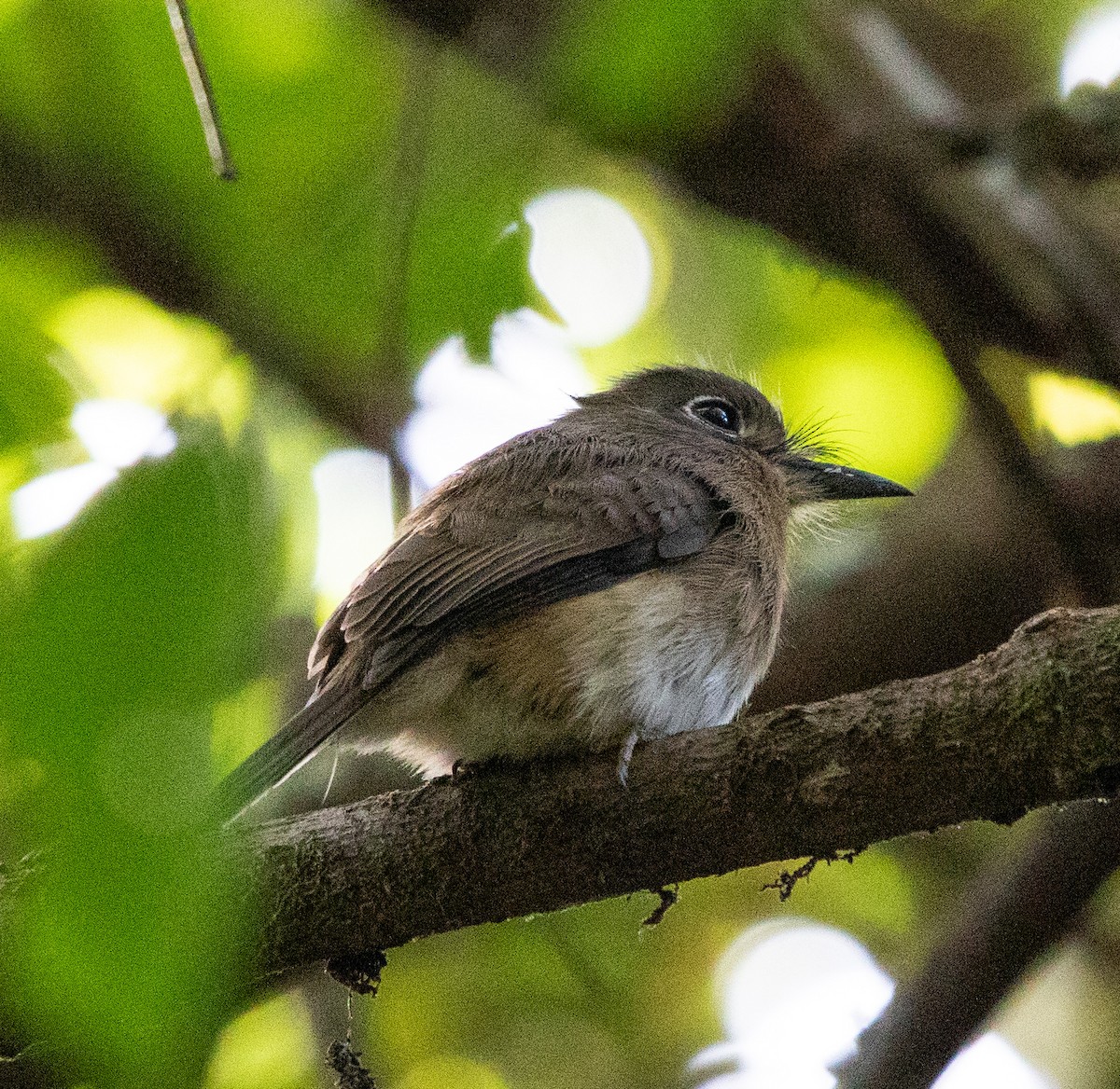 Rusty-breasted Nunlet - ML637177058