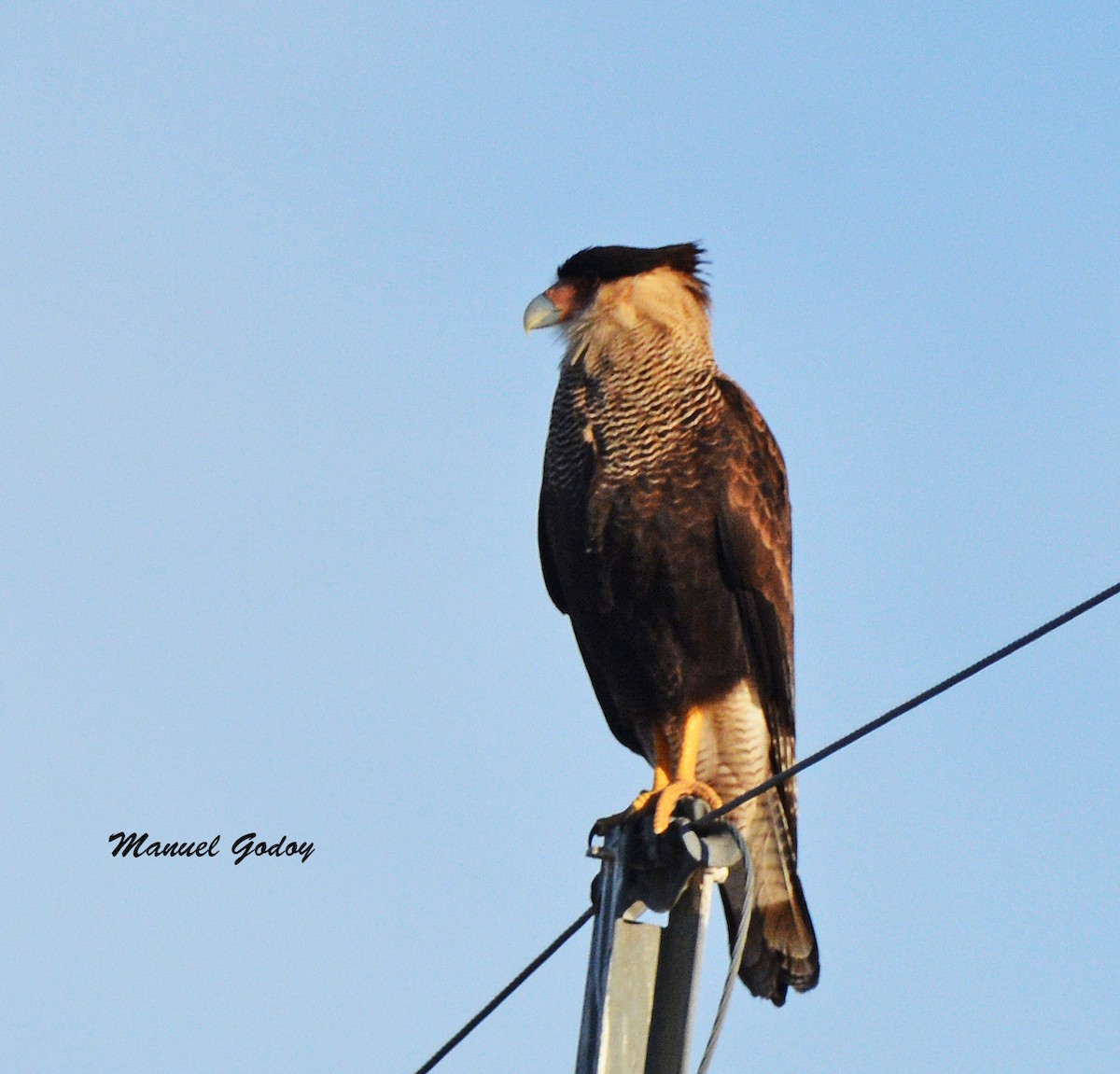 ミナミカラカラ - ML637177064