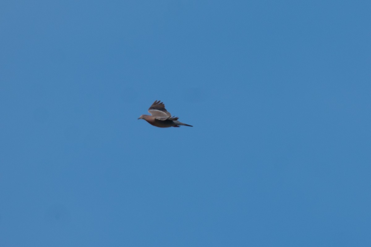 Plain Pigeon - ML637177069