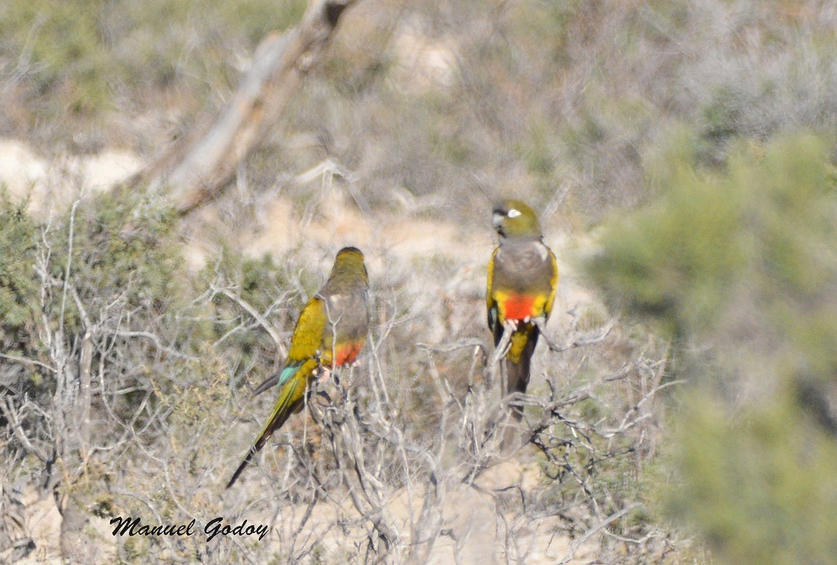 イワインコ - ML637177099