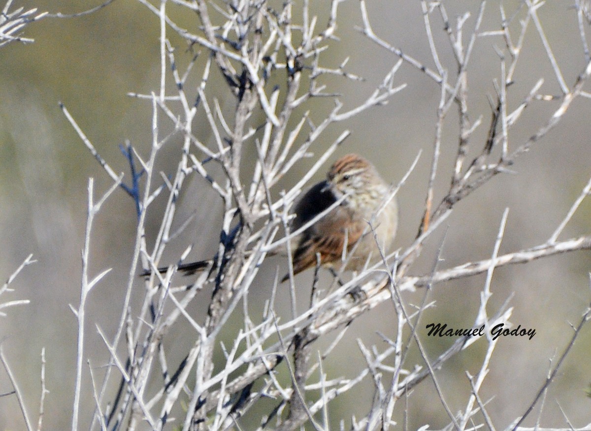 エナガカマドドリ - ML637177136