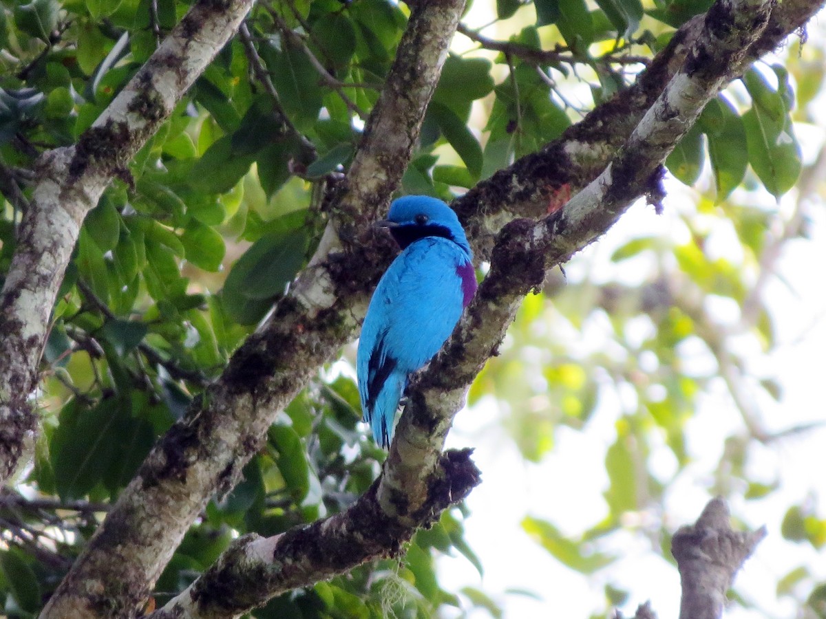Lovely Cotinga - ML637177187