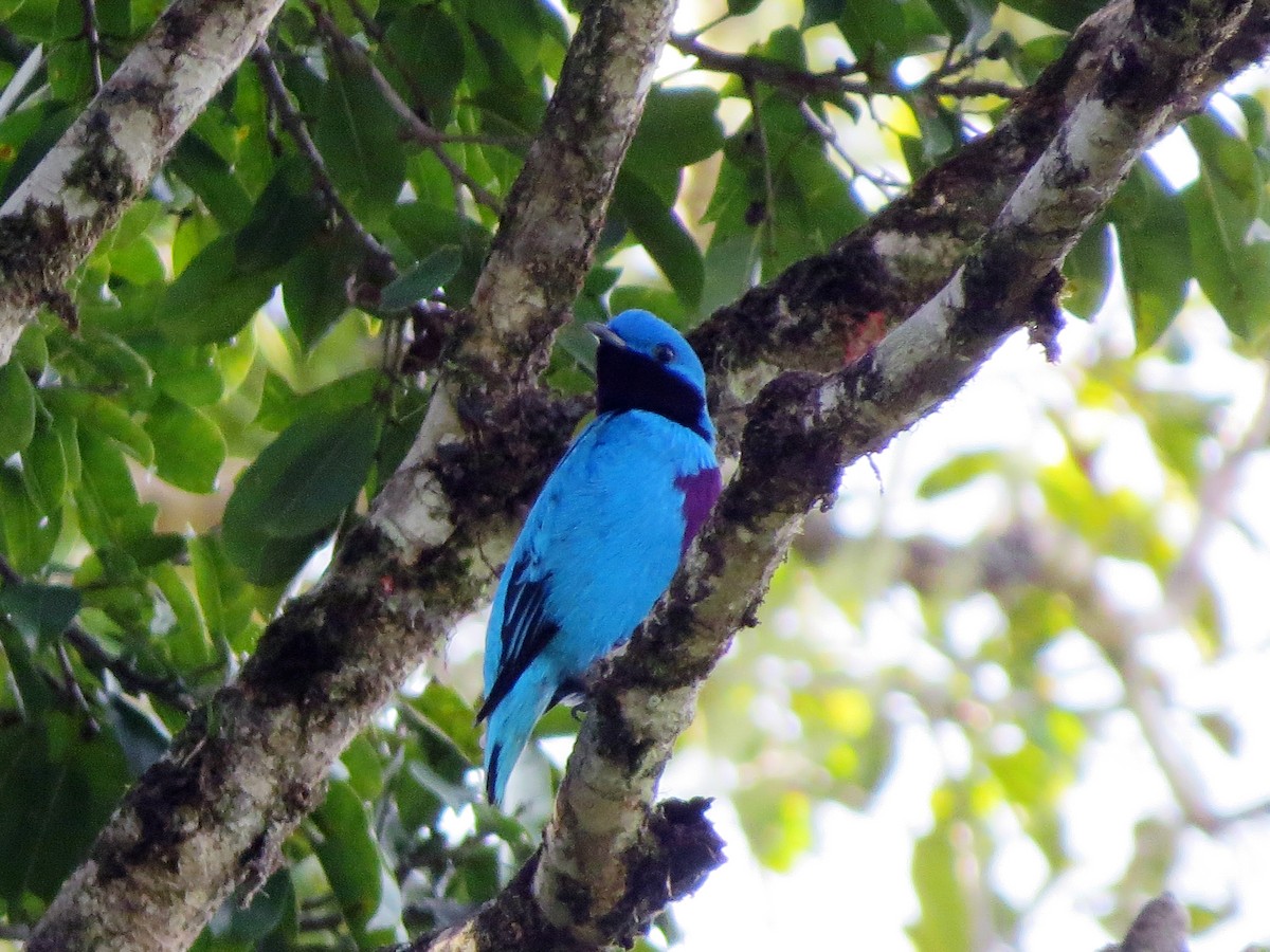 Lovely Cotinga - ML637177191