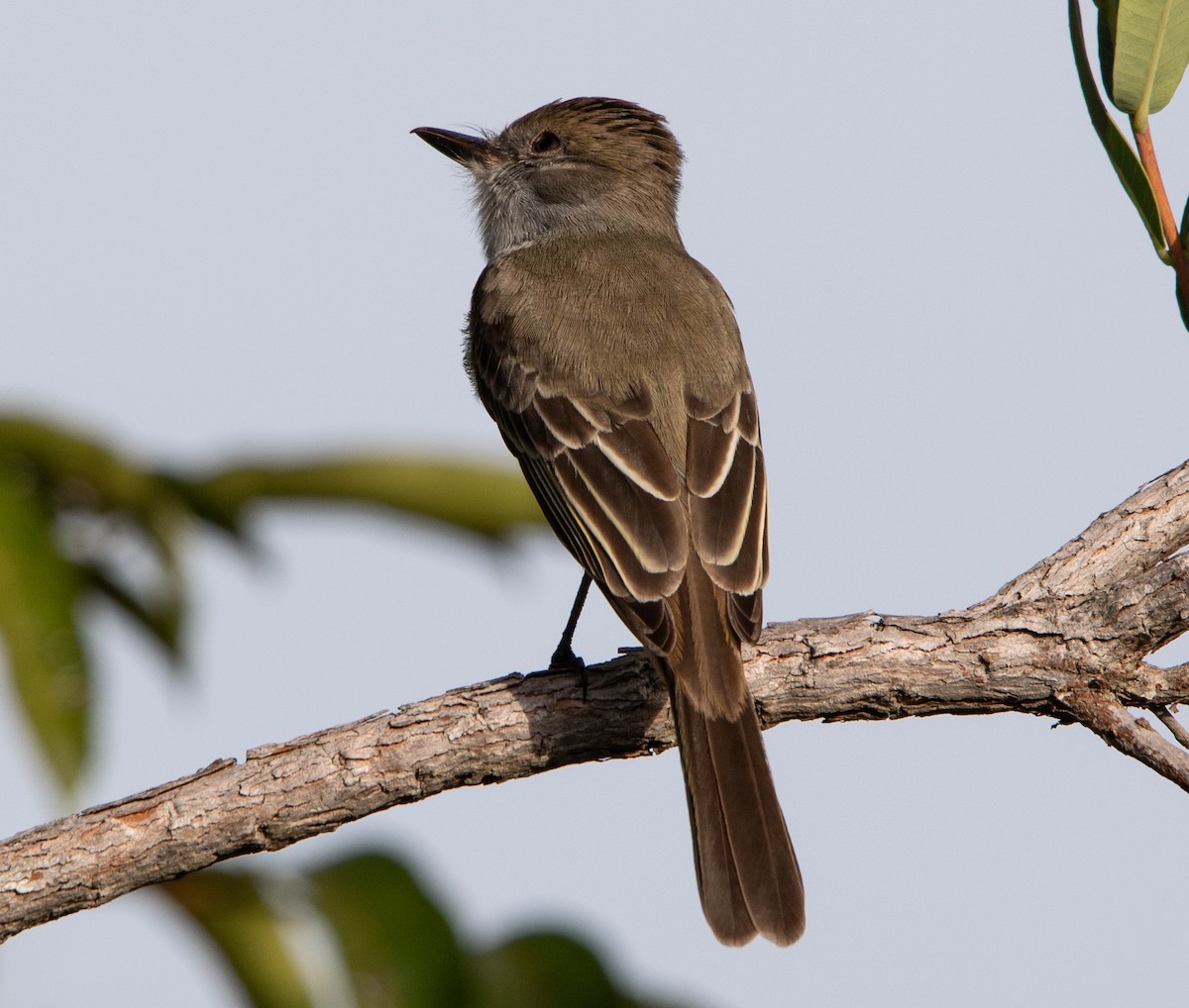 Swainson's Flycatcher - ML637177194