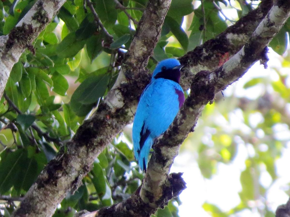 Lovely Cotinga - ML637177198