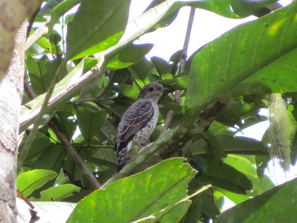 Lovely Cotinga - ML637177208