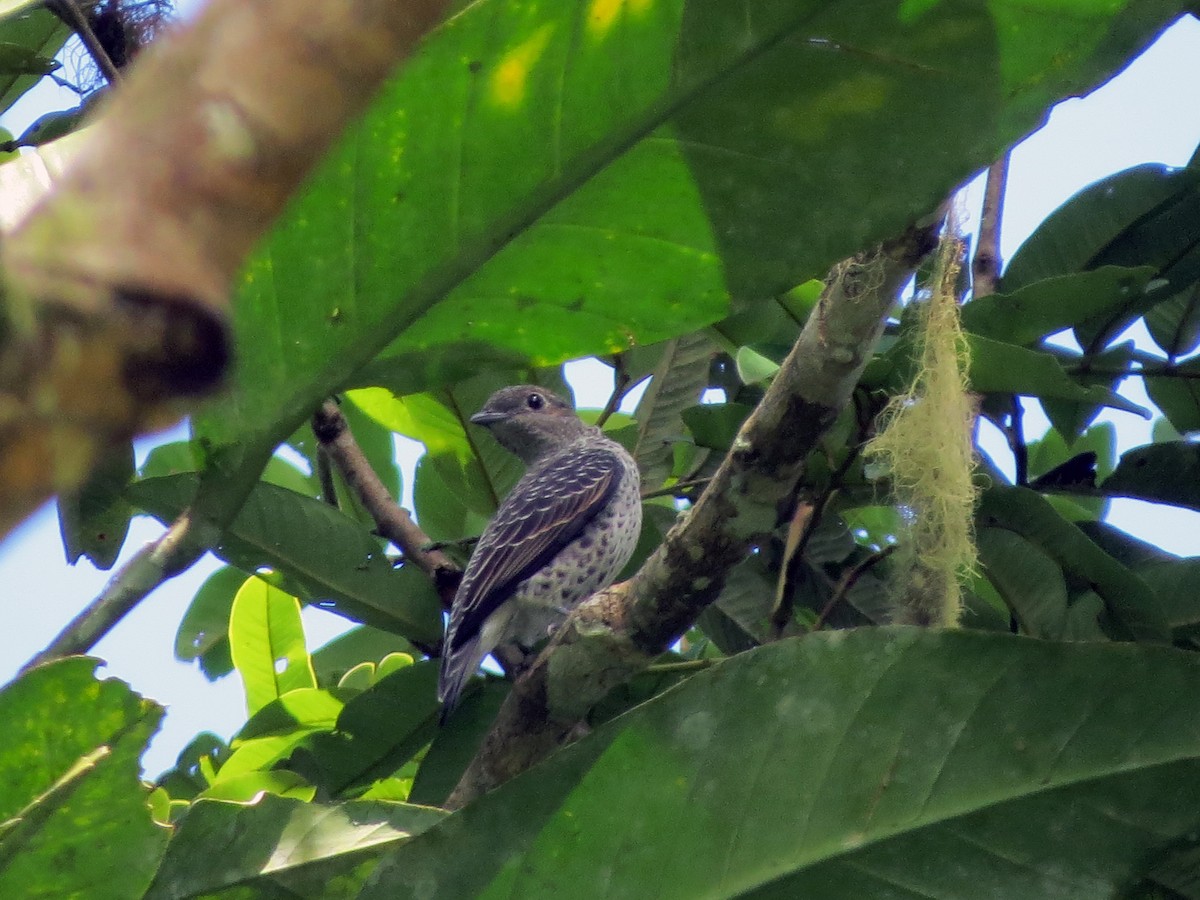 Lovely Cotinga - ML637177217