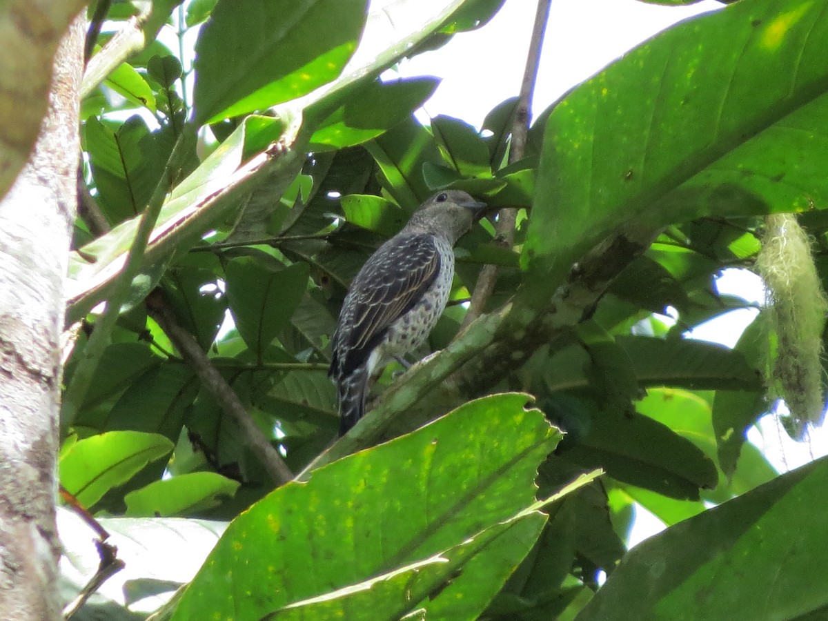 Lovely Cotinga - ML637177229