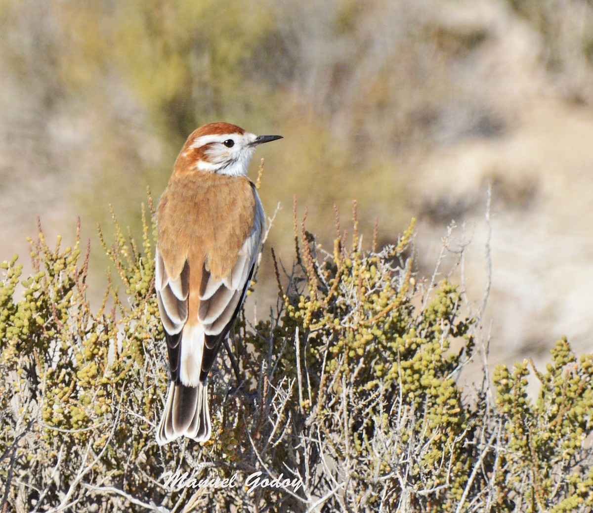 サリナスタイランチョウ - ML637177286