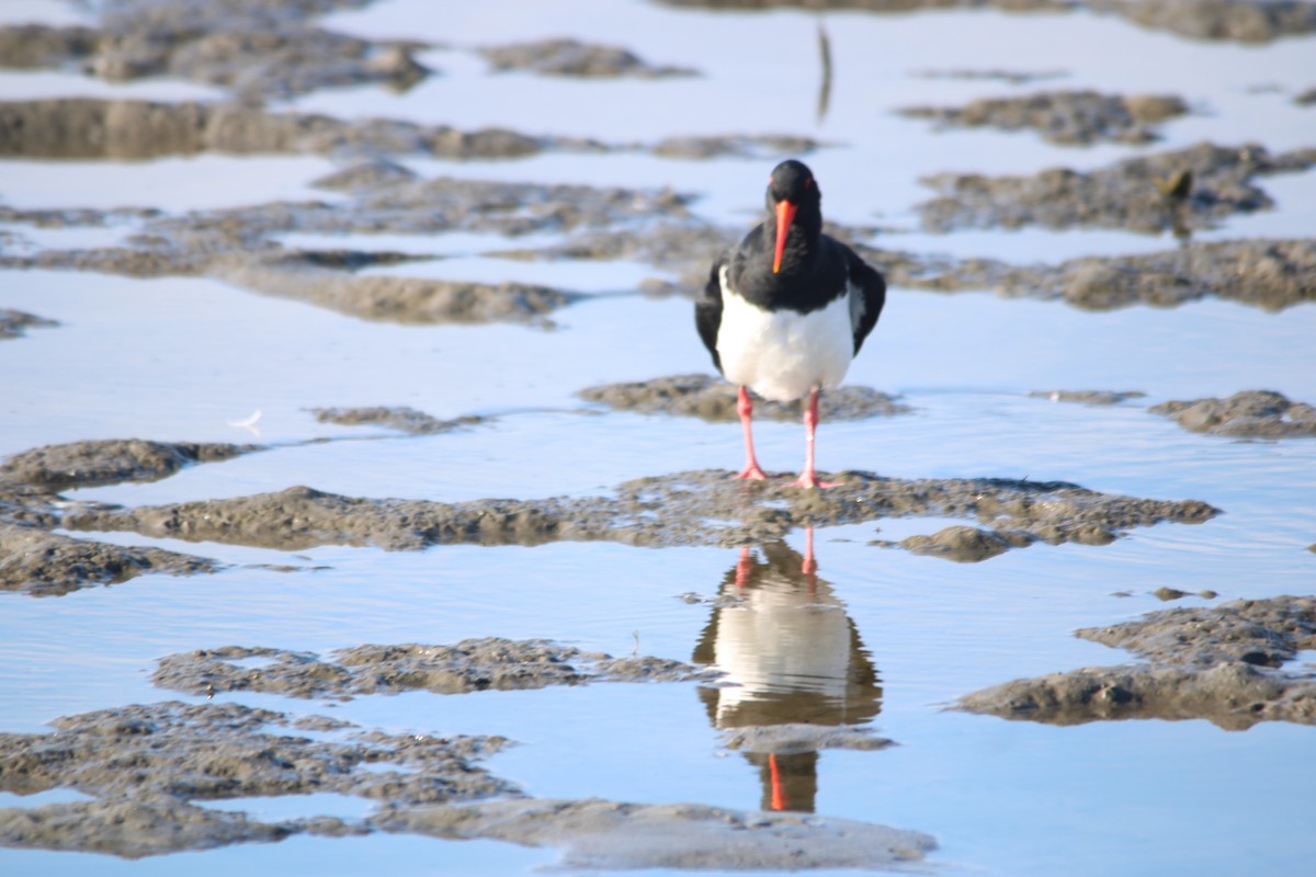 Pied Oystercatcher - ML637177344