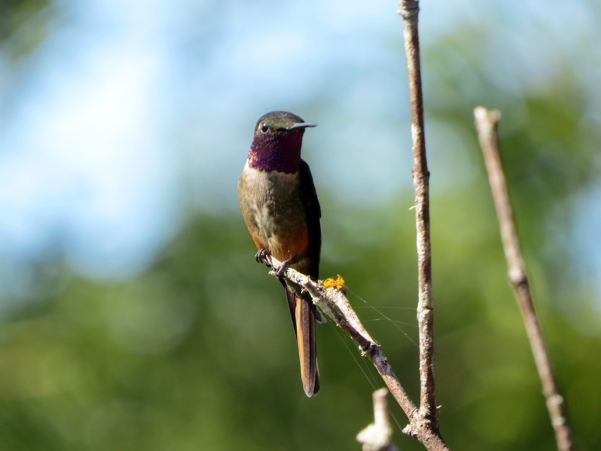 Colibri magenta - ML637177365