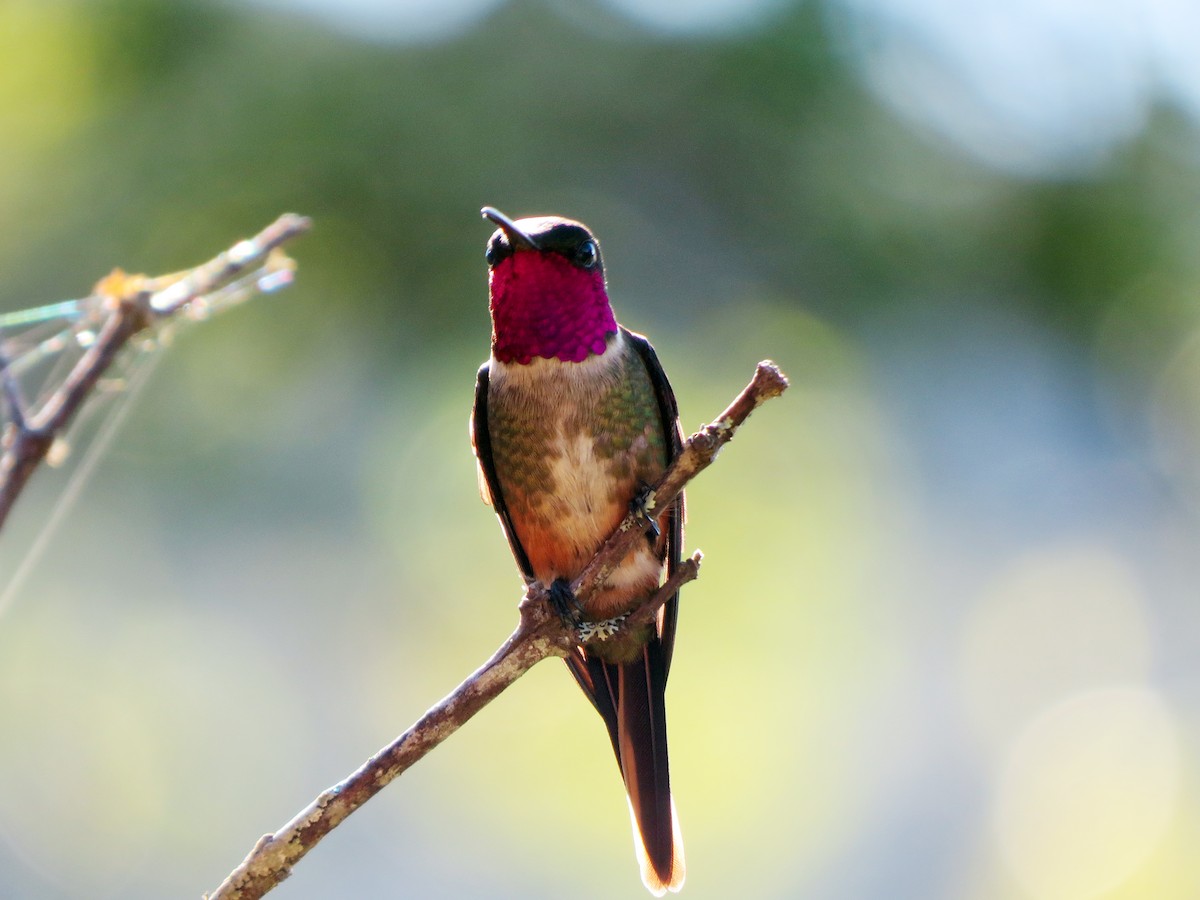 Colibri magenta - ML637177374