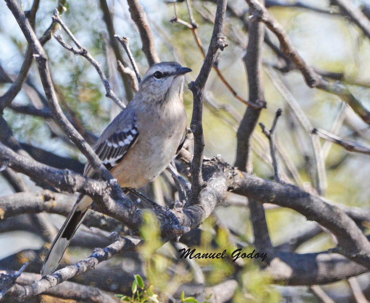 パタゴニアマネシツグミ - ML637177391