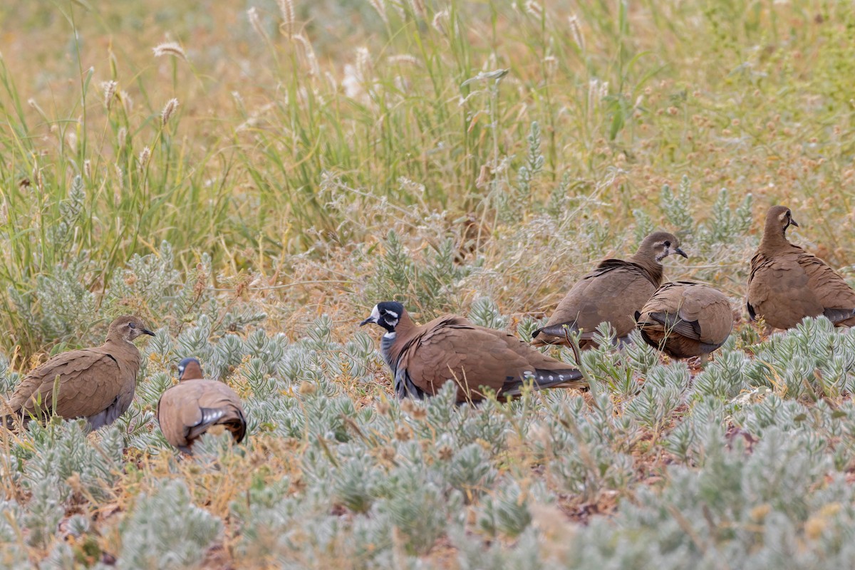Flock Bronzewing - ML637177396