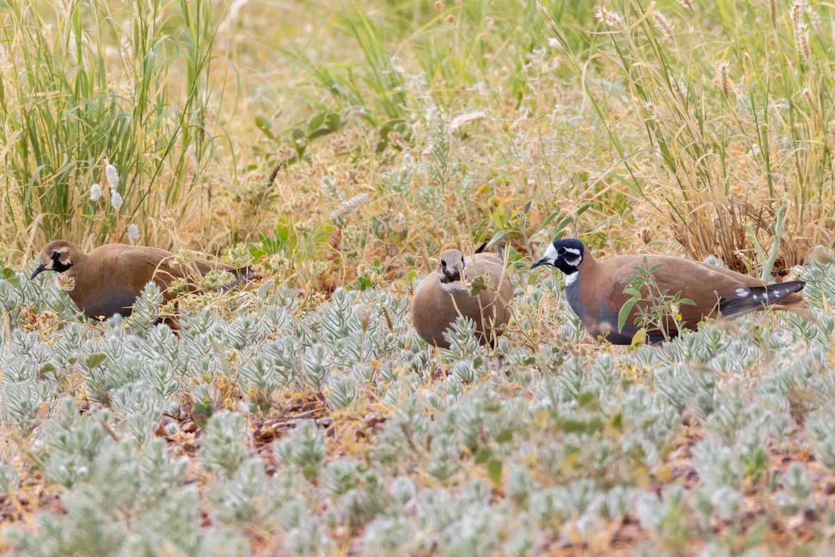 Flock Bronzewing - ML637177397