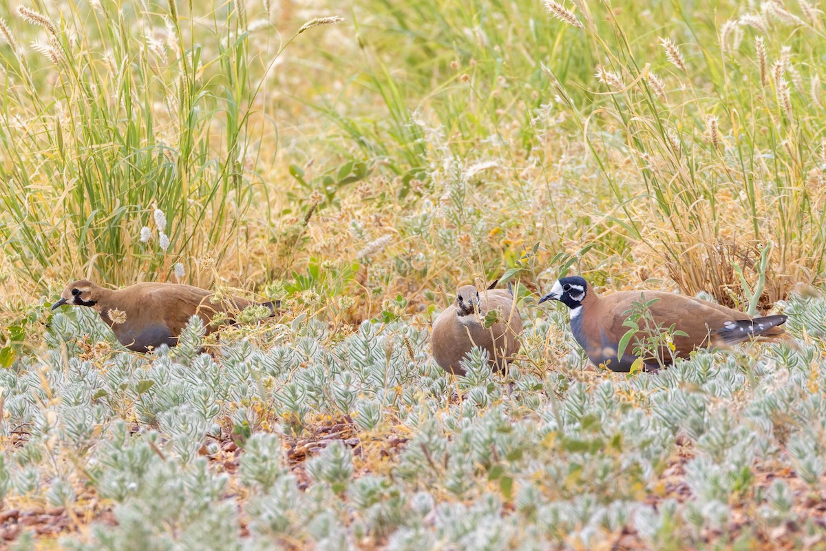 Flock Bronzewing - ML637177398