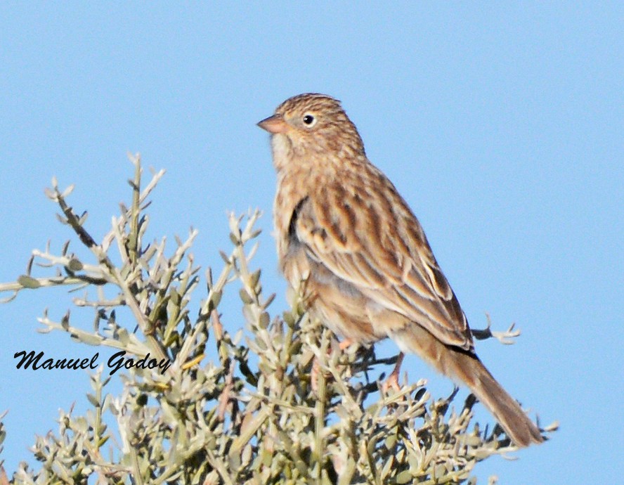 Carbonated Sierra Finch - ML637177466