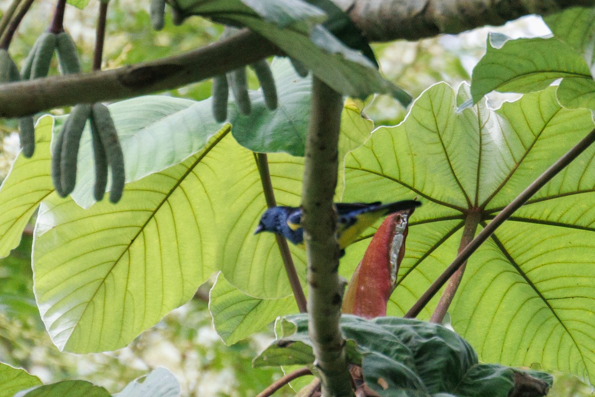 Turquoise Tanager - ML637177637