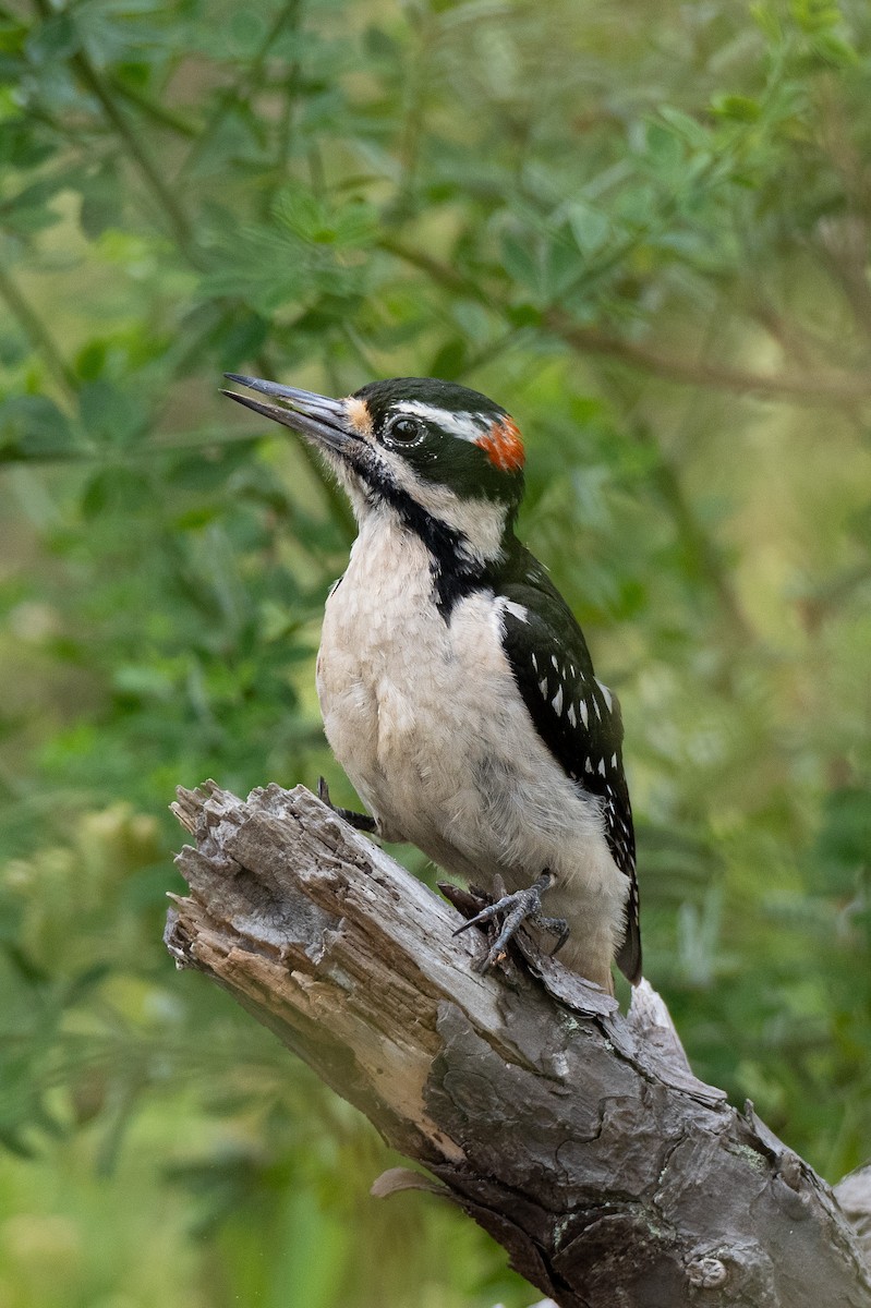 Hairy Woodpecker - ML637177809