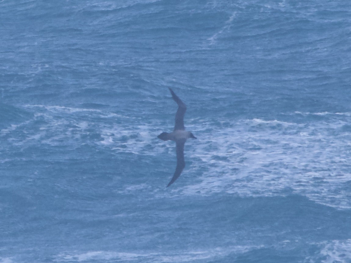 Albatros Tiznado - ML637177812