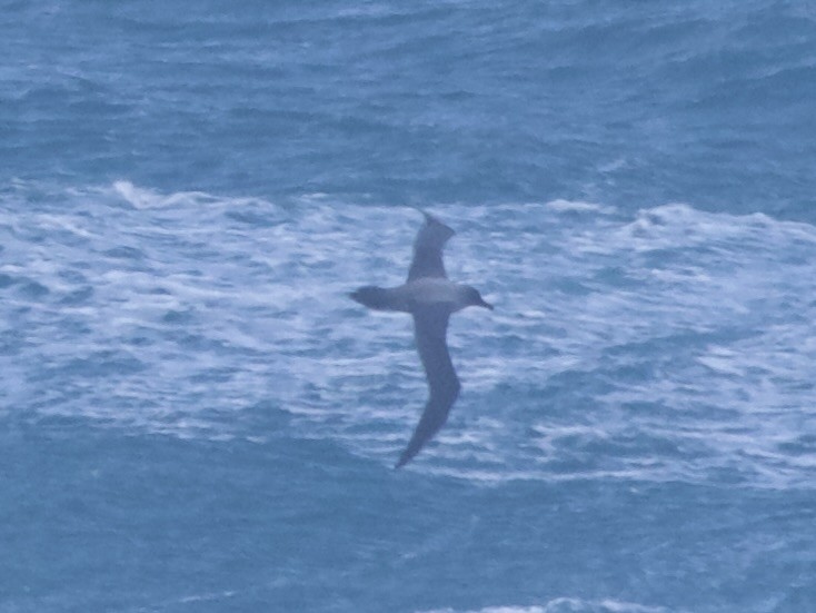 Albatros Tiznado - ML637177813