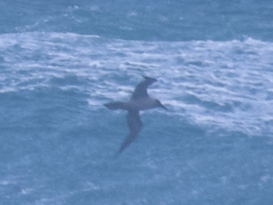 Albatros Tiznado - ML637177817